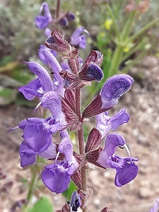 Salvia pratensis